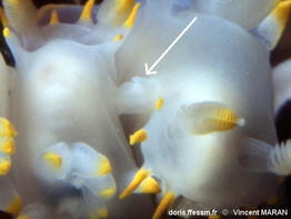 Polycera_kernowensis-vima123