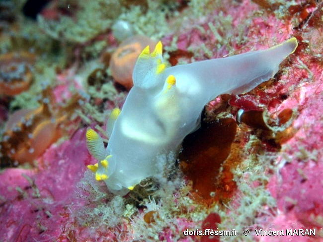 Polycera_kernowensis-vima501