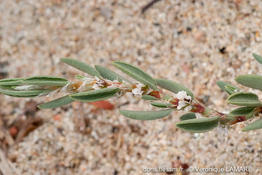 polygonum_maritimum-vl1