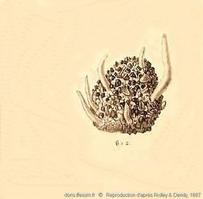 polymastia_agglutinans-repro-01