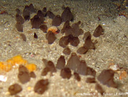 polymastia_harmenlini-slb267