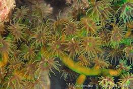 tubastraea_micranthus-vl2