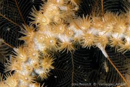 hydrozoanthus_tunicans_vl2