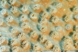 turbinaria_peltata-vl1