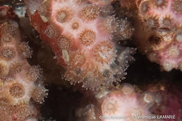 madracis_pharensis-vl3