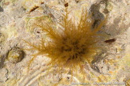 polysiphonia_flocculosa-vl1