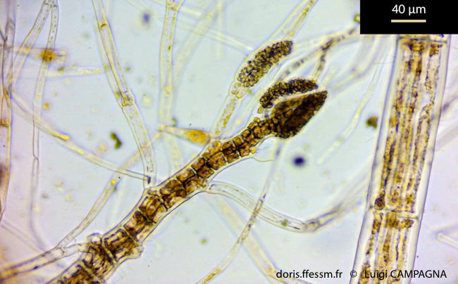 polysiphonia_sertularioides-lc10