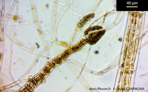 polysiphonia_sertularioides-lc10
