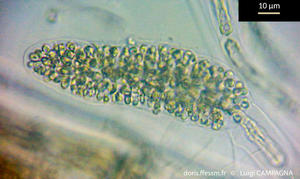 polysiphonia_sertularioides-lc12