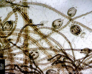 polysiphonia_sertularioides-lc2