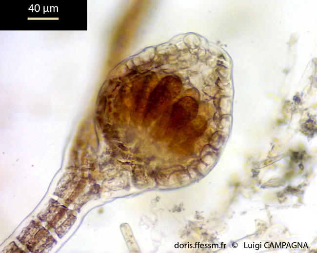 polysiphonia_sertularioides-lc3