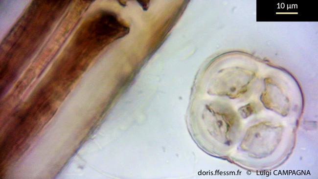 polysiphonia_sertularioides-lc8
