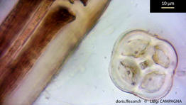 polysiphonia_sertularioides-lc8