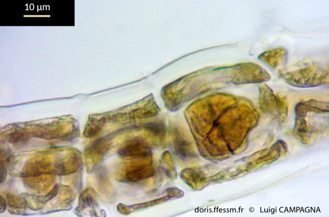 polysiphonia_sertularioides-lc9