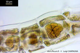 polysiphonia_sertularioides-lc9