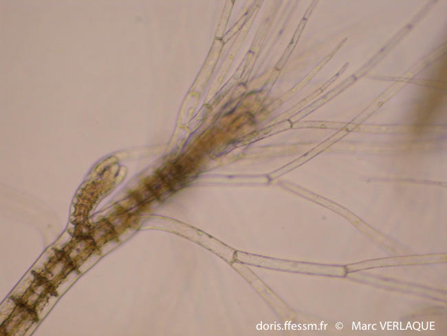 polysiphonia_sertularioides-mv1