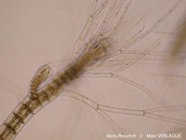 polysiphonia_sertularioides-mv1
