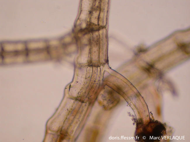Polysiphonia_sertularioides-mv4