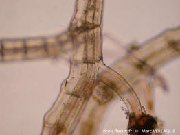 Polysiphonia_sertularioides-mv4