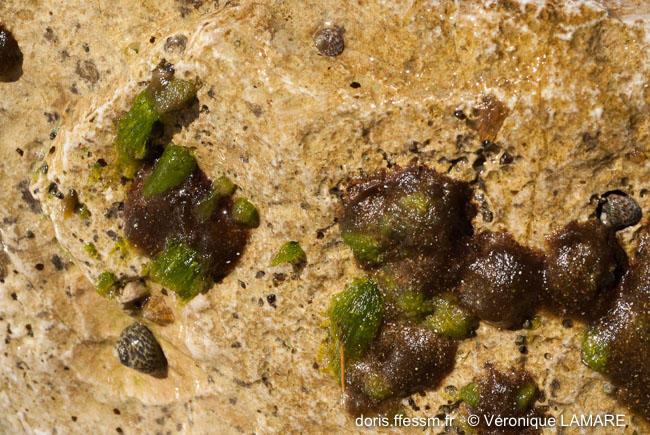 polysiphonia_sertularioides-vl2