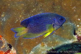 Pomacentrus_caeruleopunctatus-anpr009