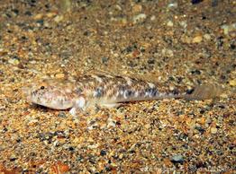 pomatoschistus_marmoratus-slb1
