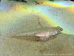 pomatoschistus_marmoratus-slb2