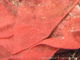 hexabranchus_sanguineus-aps627