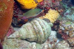 charonia_variegata-5