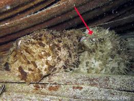 dolabella_auricularia-slb7