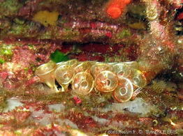 tarantinaea_lignaria-slb1