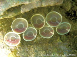 tarantinaea_lignaria-fa1236