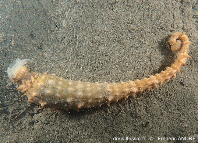  Pontobdella_muricata-fran86135