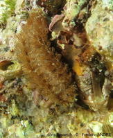 pontogenia_chrysocoma-fran316