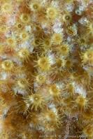 parazoanthus_parasiticus_vl1