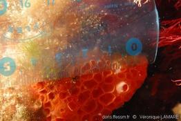 phorbas_fictitius-vl-02