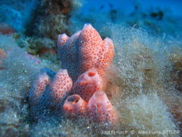 crella_elegans-aps522