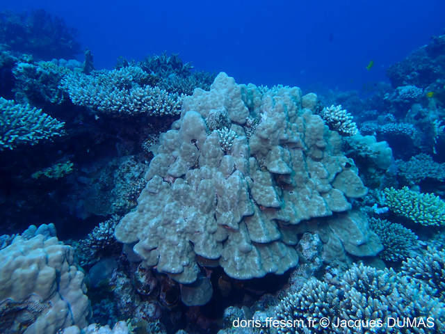 porites_lobata-jd01