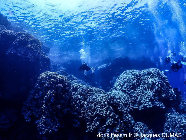 porites_lutea-jd01