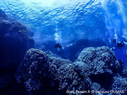 porites_lutea-jd01
