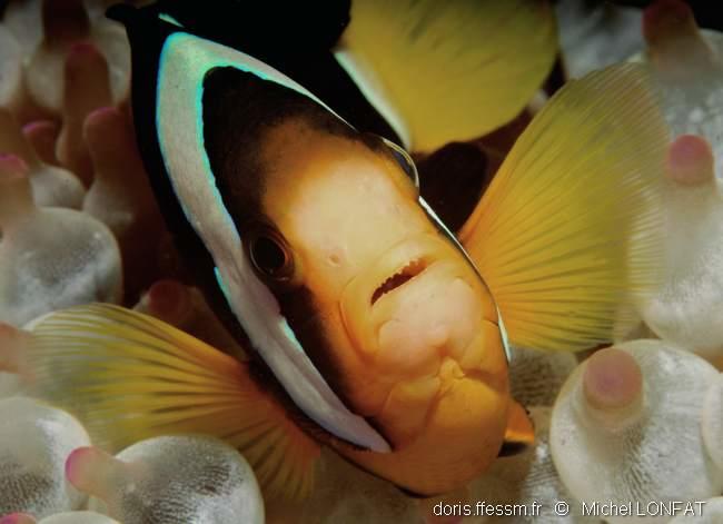 amphiprion_clarkii-ml2