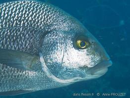 anisotremus_surinamensis_apr3