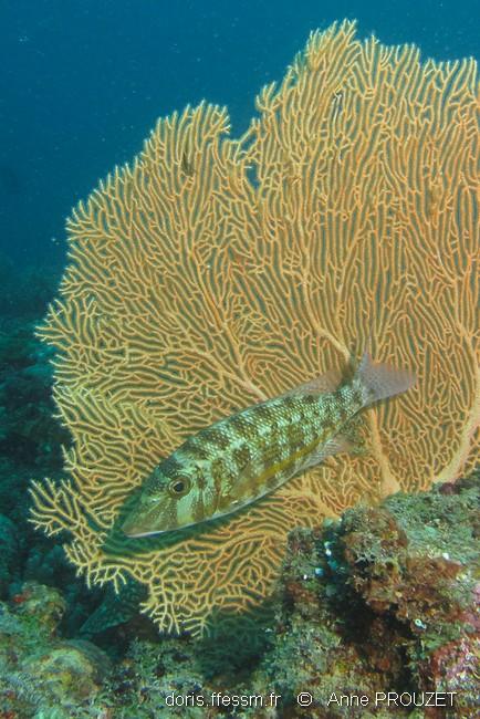 lethrinus_obsoletus_ap1
