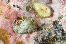 patella_caerulea-1