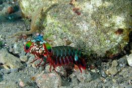 odontodactylus_scyllarus-vl1