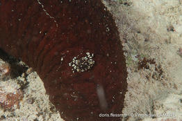 lissocarcinus_orbicularis-vl2