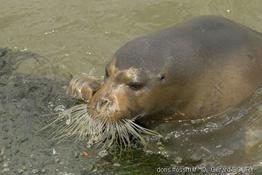 erignathus_barbatus_gs_00020