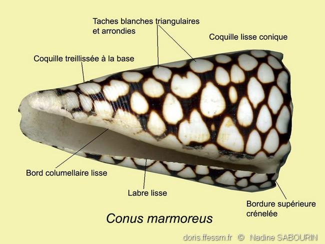 Conus_marmoreus_ns1
