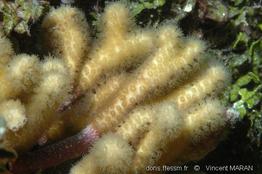 madracis_mirabilis_vm1
