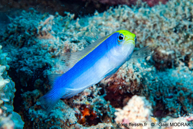 Ppseudochromis-flavivertex_gmd1